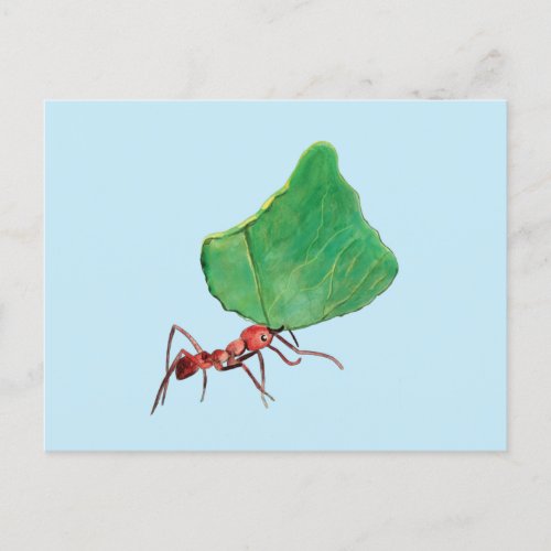 Ant Carrying a Big Leaf   Postcard