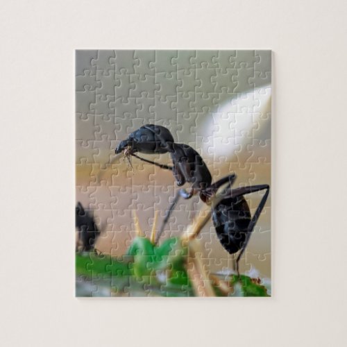 Ant eating insect jigsaw puzzle