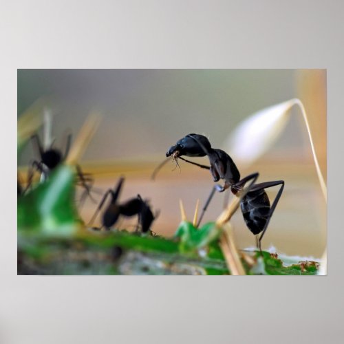 Ant eating insect poster