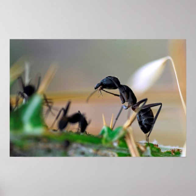 Ant eating insect poster (Front)