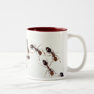 ant mug