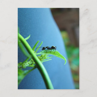 Ant on a Leaf Post Cards