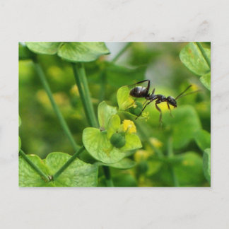 Ant Postcard