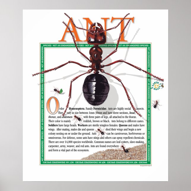 Ant Poster (Front)