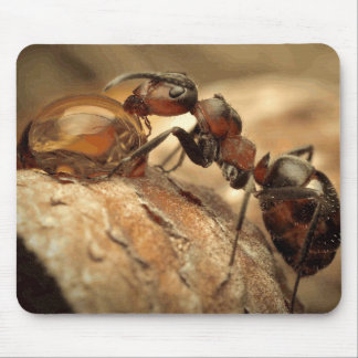 Ant & Water Drop Fine Art Mouse Pad