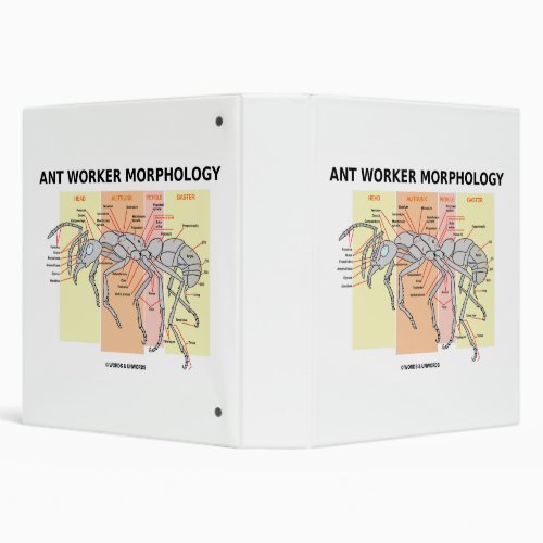 Ant Worker Morphology 3 Ring Binder