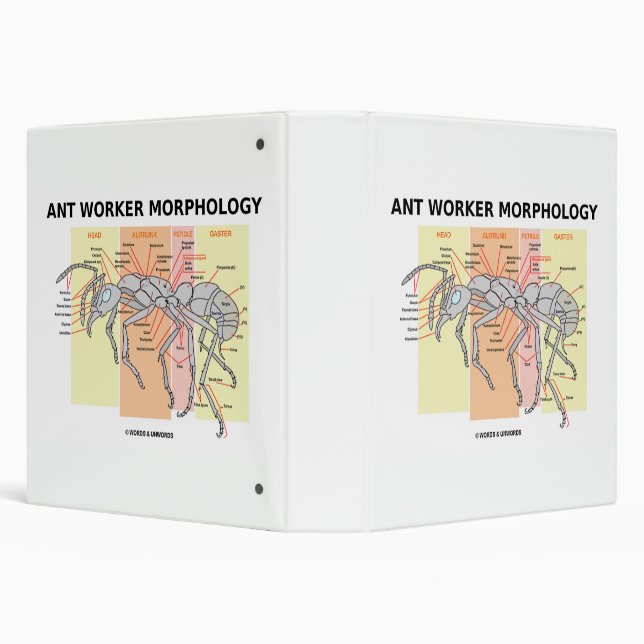 Ant Worker Morphology 3 Ring Binder (Background)