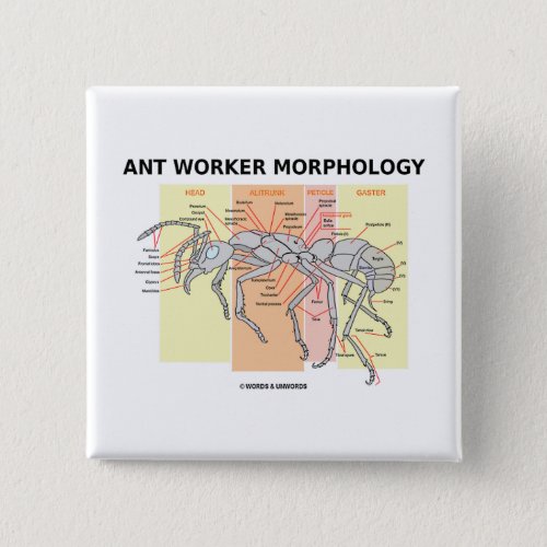 Ant Worker Morphology Button