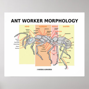 Ant Worker Morphology (Worker Ant Entomology) Poster