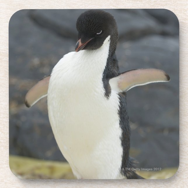 Antarctic Beverage Coaster (Front)