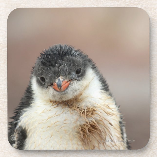 Antarctic Beverage Coaster (Front)