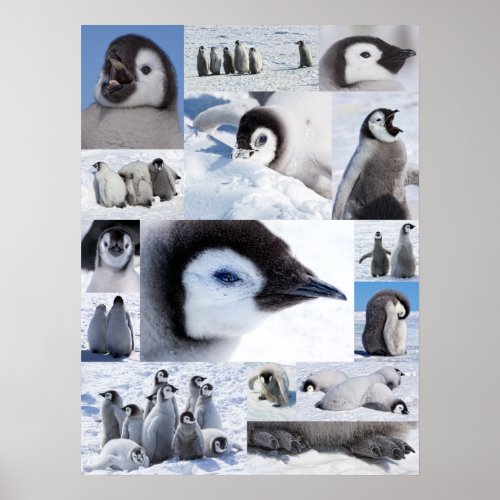 Antarctic Emperor Penguin Chicks Photo Collage Poster