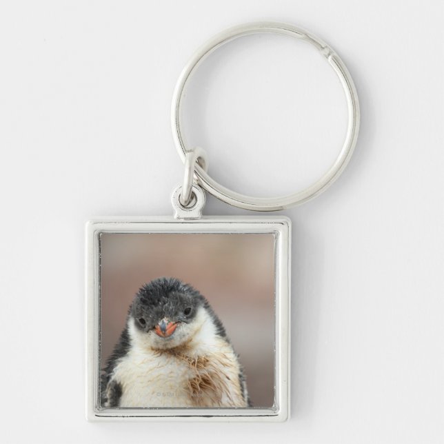 Antarctic Keychain (Front)