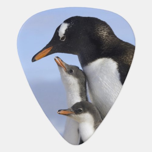 Antarctic Peninsula Neko Harbour Gentoo Guitar Pick