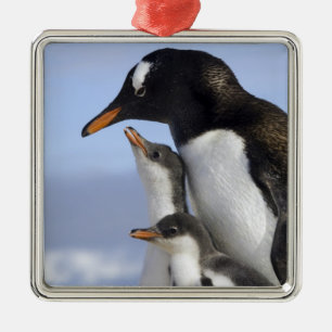 Antarctic Peninsula, Neko Harbour, Gentoo Metal Ornament