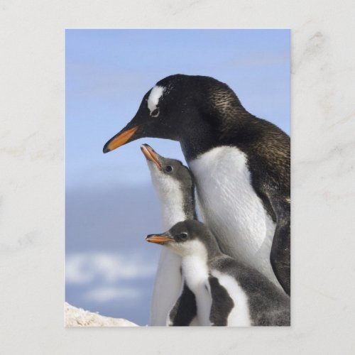 Antarctic Peninsula Neko Harbour Gentoo Postcard