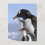 Antarctic Peninsula, Neko Harbour, Gentoo Postcard