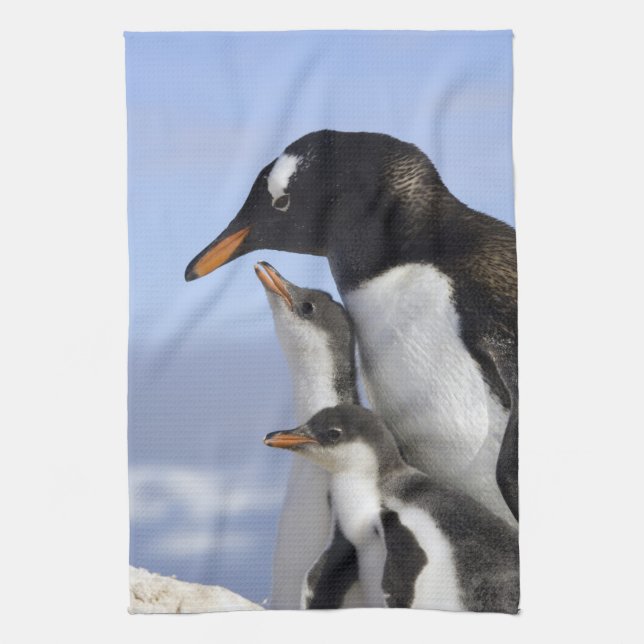 Antarctic Peninsula, Neko Harbour, Gentoo Towel (Vertical)