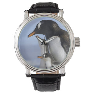 Antarctic Peninsula, Neko Harbour, Gentoo Watch
