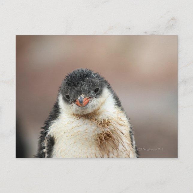 Antarctic Postcard (Front)