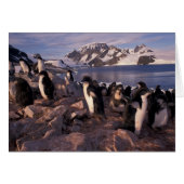 Antarctica, Adelie penguin chicks (Front Horizontal)