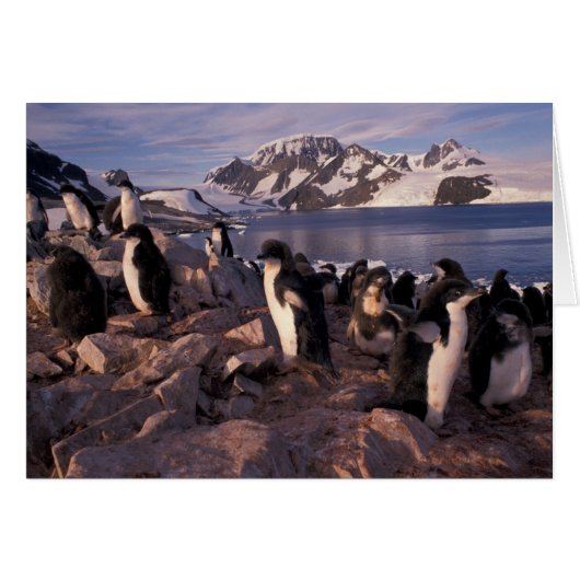 Antarctica, Adelie penguin chicks Cards (Front Horizontal)