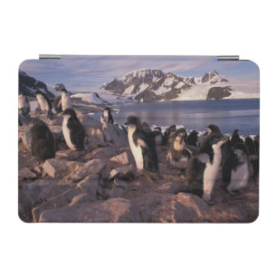 Antarctica, Adelie penguin chicks iPad Mini Cover