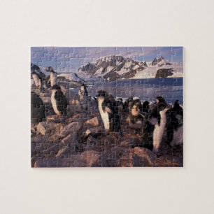 Antarctica, Adelie penguin chicks Jigsaw Puzzle