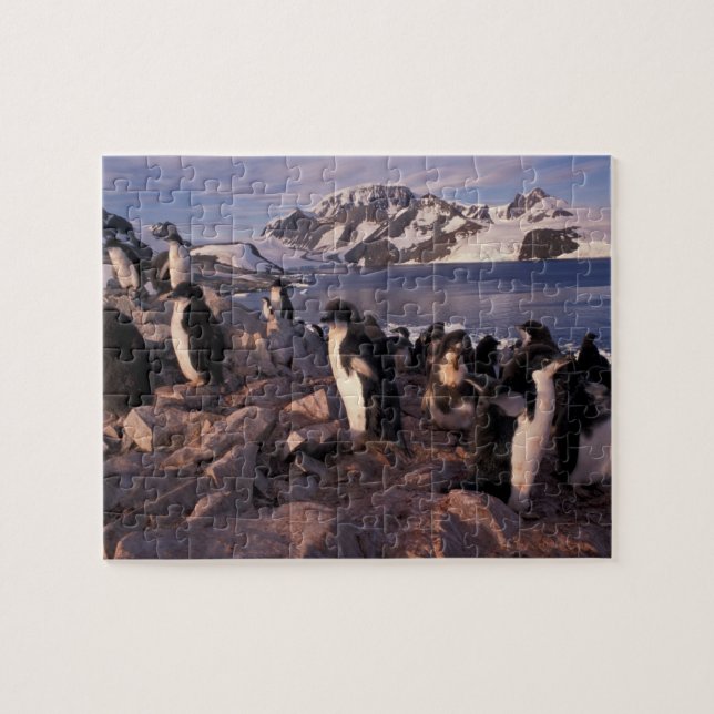 Antarctica, Adelie penguin chicks Jigsaw Puzzle (Horizontal)