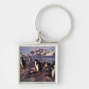 Antarctica, Adelie penguin chicks Keychain