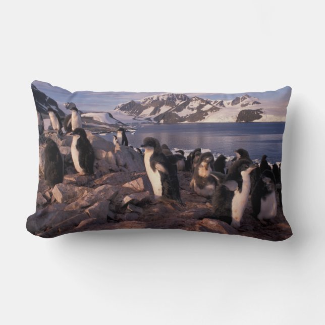 Antarctica, Adelie penguin chicks Lumbar Pillow (Front)