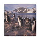 Antarctica, Adelie penguin chicks