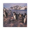 Antarctica, Adelie penguin chicks