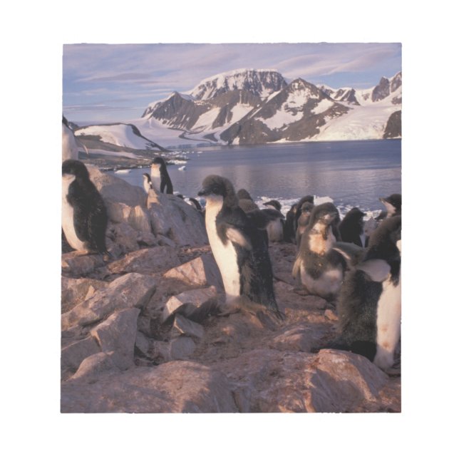 Antarctica, Adelie penguin chicks Notepad (Front)