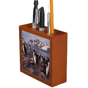 Antarctica, Adelie penguin chicks Pencil/Pen Holder