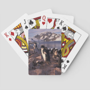 Antarctica, Adelie penguin chicks Poker Cards