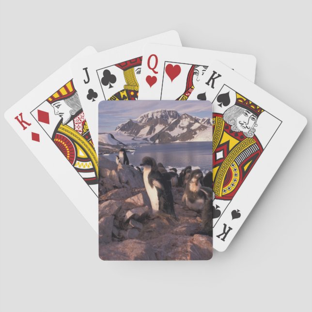 Antarctica, Adelie penguin chicks Poker Cards (Back)