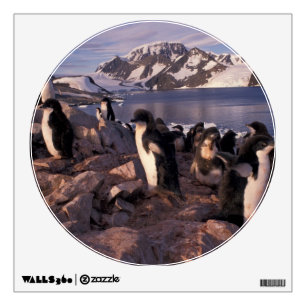 Antarctica, Adelie penguin chicks Wall Sticker