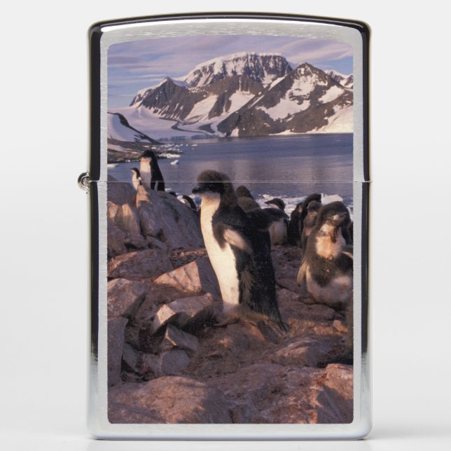 Antarctica, Adelie penguin chicks Zippo Lighter (Front)
