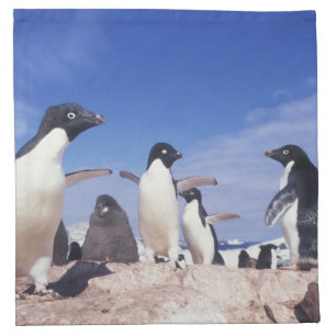 Antarctica, Adelie Penguin Pygoscelis Cloth Napkin
