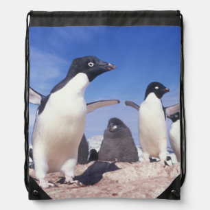 Antarctica, Adelie Penguin Pygoscelis Drawstring Bag