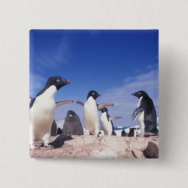 Antarctica, Adelie Penguin Pygoscelis Pinback Button (Front)