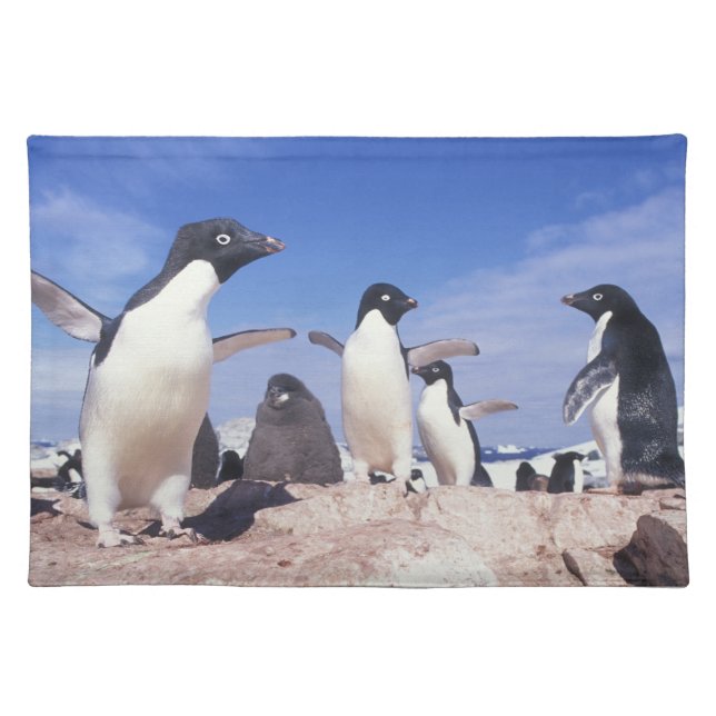 Antarctica, Adelie Penguin Pygoscelis Placemat (Front)