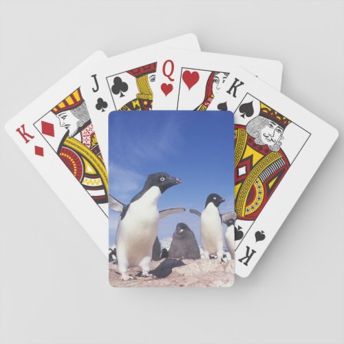 Antarctica Adelie Penguin Pygoscelis Poker Cards