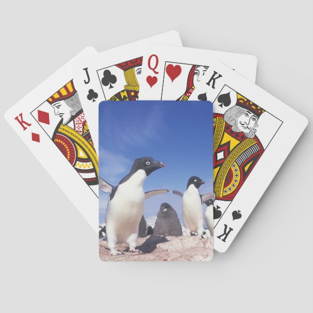 Antarctica, Adelie Penguin Pygoscelis Poker Cards (Back)