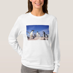 Antarctica, Adelie Penguin Pygoscelis T-Shirt