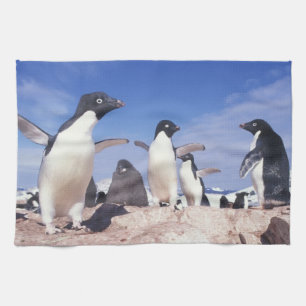 Antarctica, Adelie Penguin Pygoscelis Towel