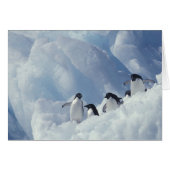 Antarctica. Adelie penguins (Front Horizontal)