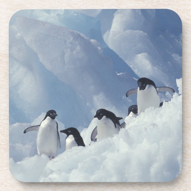 Antarctica. Adelie penguins Beverage Coaster (Front)