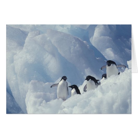 Antarctica. Adelie penguins Cards (Front Horizontal)